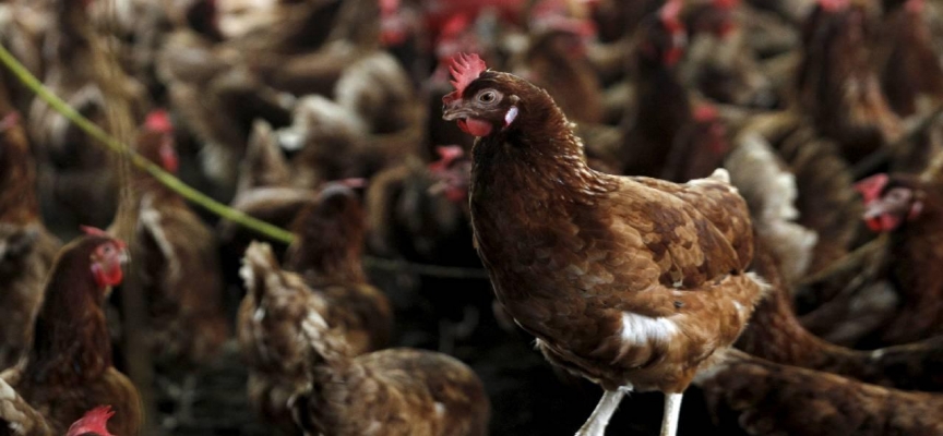 Bulgaristan’da kuş gribi endişesi: 39 bin tavuk itlaf ediliyor