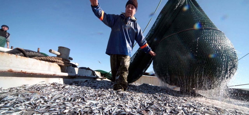 Karadenizli balıkçılar ‘çaça’ sezonunu bekliyor