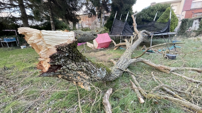 Eunice fırtınası Belçika'yı da etkisi altına aldı: Eğitime ara verildi
