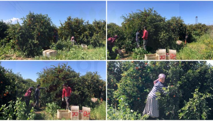 Narenciyede hasat zamanı