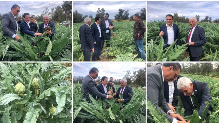 “Enginarın Yolculuğu” Projesi :5 dönümde, 3 çeşit enginarın denendiği örnekleme alanında verim alınmaya başlandı