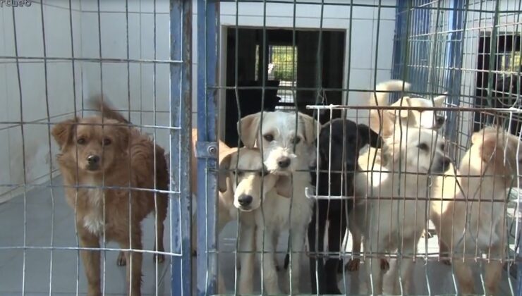 Can dostlarımız ailelerini bekliyor