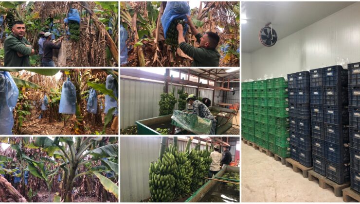 Yerli muz raflarda yerini aldı, bu yıl rekoltenin 500 tonları bulması bekleniyor