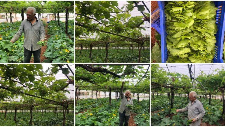 Serada asma yaprağı