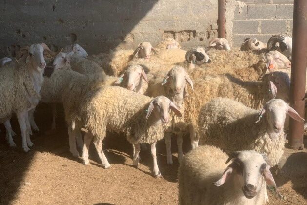 Devlet Üretme Çiftliği kasaplık hayvan satışı yapacak