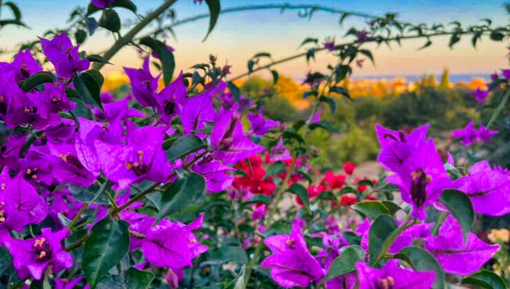 Cumhurbaşkanı Tatar, İstanbul’da açılan fotoğraf sergisi hakkında konuştu: “KKTC’nin güzelliklerini kendi gözümden paylaşmak çok anlamlı”