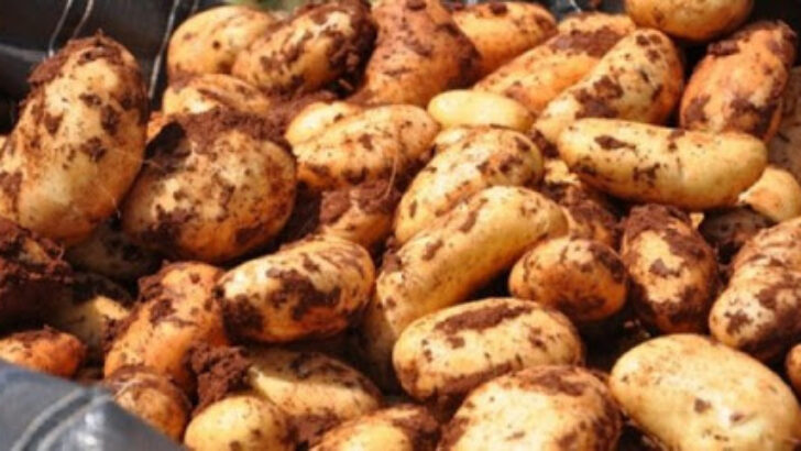 Sonbahar patates üretim dönemine itirazlar 18 Ocak’a kadar yapılabilecek – BRTK