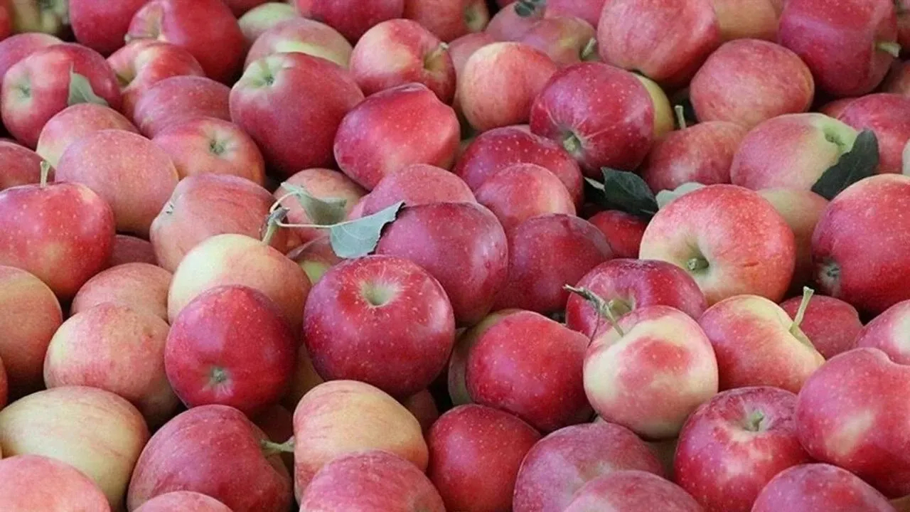 Elma ve kıvırcık marulda limit üstü bitki koruma