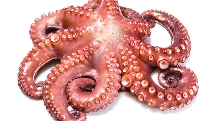 Doğum günü hediyesi kabusa dönüştü