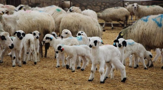 Çebi: “Küçükbaş hayvancıyı koruyacak acil önlemler alınmalı”