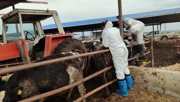 Şap hastalığıyla mücadele çerçevesinde aşılar yapılıyor