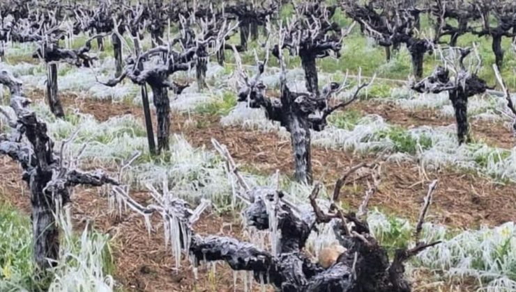 Yarın ve Çarşamba sabah saatlerinde yer yer don olayı bekleniyor