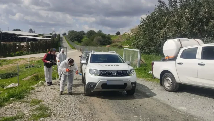 Güney Kıbrıs’ta şap hastalığında son durum
