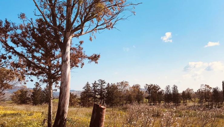 Bu ağaç katliamı neden görmezden geliniyor