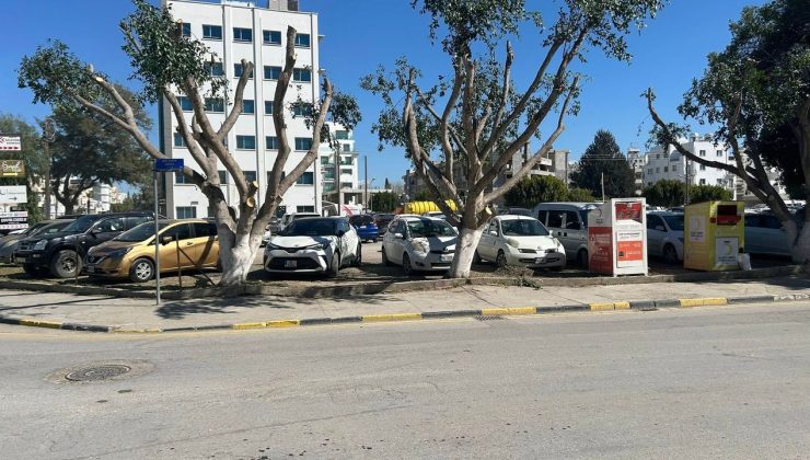 Böyle ağaç budama mı olur?