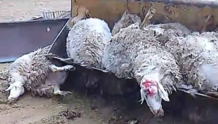 Şap ile mücadele eden Güney Kıbrıs’ta şimdi de “Sıhhi bomba” sorunu