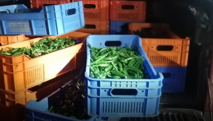 Biberlerle Güney Kıbrıs’a kaçak geçmeye çalışan Kıbrıslı Türk yakalandı