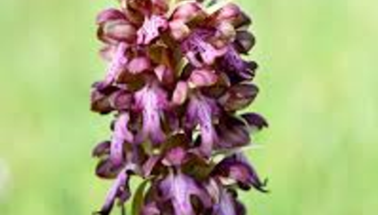 “14. Geleneksel Orkide Vadisi Gözlem Yürüyüşü” pazar günü yapılacak