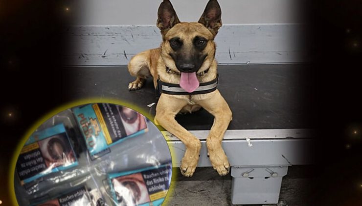 Ercan’da dedektör köpek “Pamir” uyuşturucuyu tespit etti