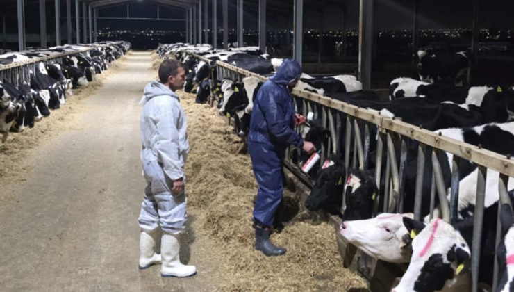 Güney’de şap hastalığı yayılıyor