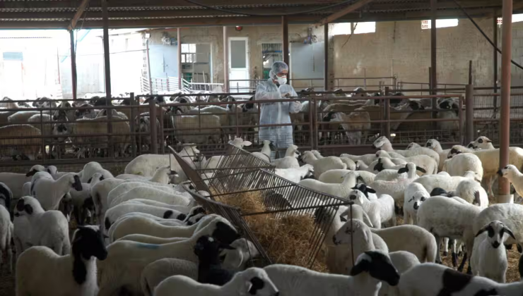 Kuzeydeki hayvanların da itlafını istediler