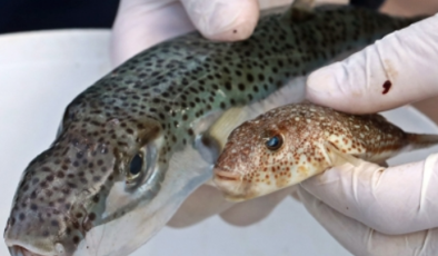 HP Balon Balığının büyük tehlike arz ettiğini söyledi ve teşviklerin arttırılması çağrısında bulundu