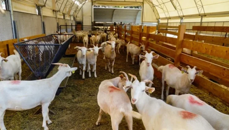 Afgan mülteci, tüm ahıra tecavüz etti