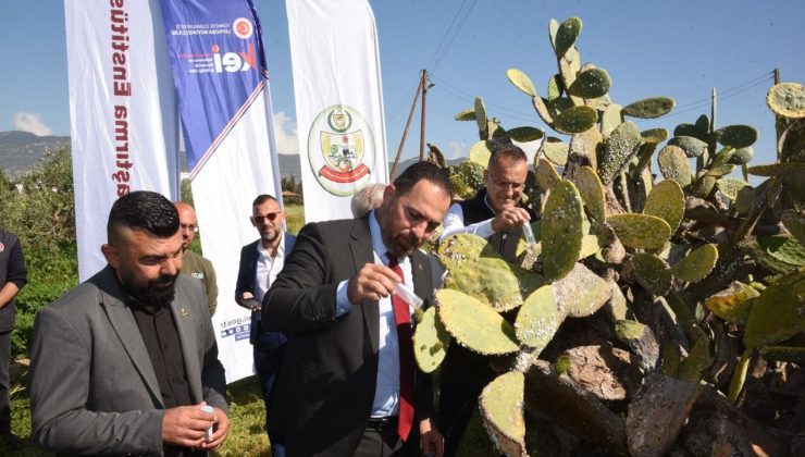 Babutsa koşniline karşı doğaya ilk kez avcı böcek bırakıldı