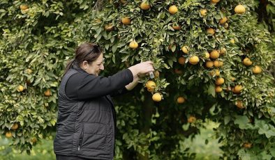 Asya turunçgil psillidine karşı biyolojik mücadele sürüyor
