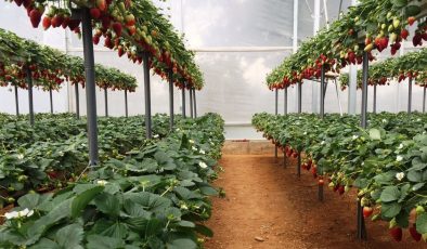 Dört üründe limit üstü veya tavsiye dışı bitki koruma