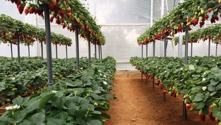 Dört üründe limit üstü veya tavsiye dışı bitki koruma