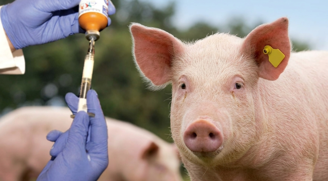 Güney Kıbrıs’ta şap hastalığı tespit edilen çiftlik sayısı 101’e ulaştı