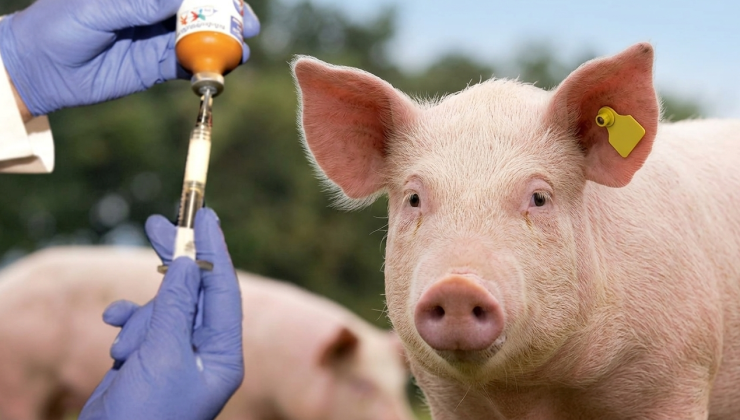 Güney Kıbrıs’ta şap hastalığı tespit edilen çiftlik sayısı 101’e ulaştı