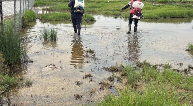 GMB kent genelinde sivrisinekle mücadeleye devam ediyor