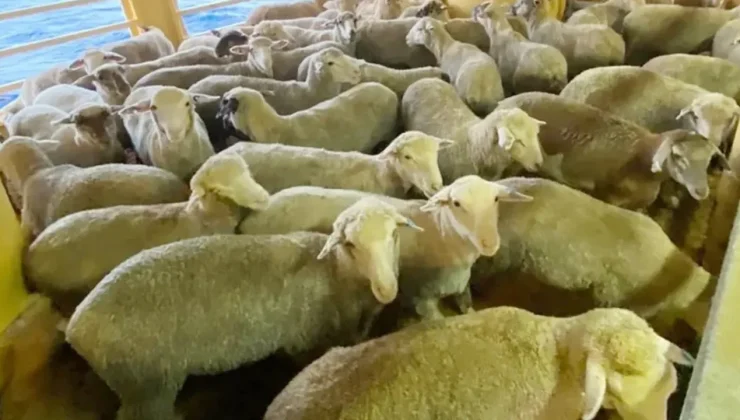 Güney Kıbrıs’ta iki yeni şap hastalığı vakası tespit edildi