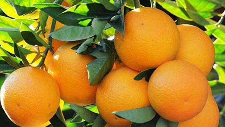 Tedbir alınmaması halinde ürün dalında kalabilir