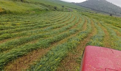 Hayvancılar, silaj ve sano yapımını hızlandırdı