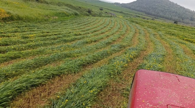 Hayvancılar, silaj ve sano yapımını hızlandırdı