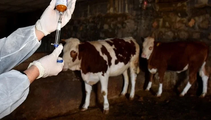 Hristodulidis: Nadir ırklarda da şap hastalığı görüldü