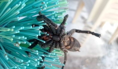 İlkbaharla uyanan böcek ve sürüngenlere dikkat