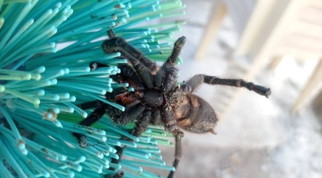 İlkbaharla uyanan böcek ve sürüngenlere dikkat