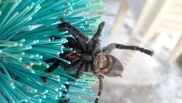 İlkbaharla uyanan böcek ve sürüngenlere dikkat