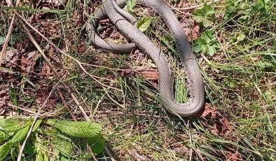 Sıcaklarla yılanlar cirit atmaya başladı