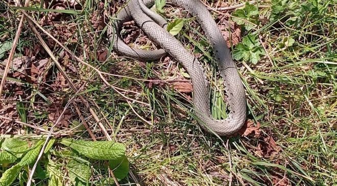 Sıcaklarla yılanlar cirit atmaya başladı