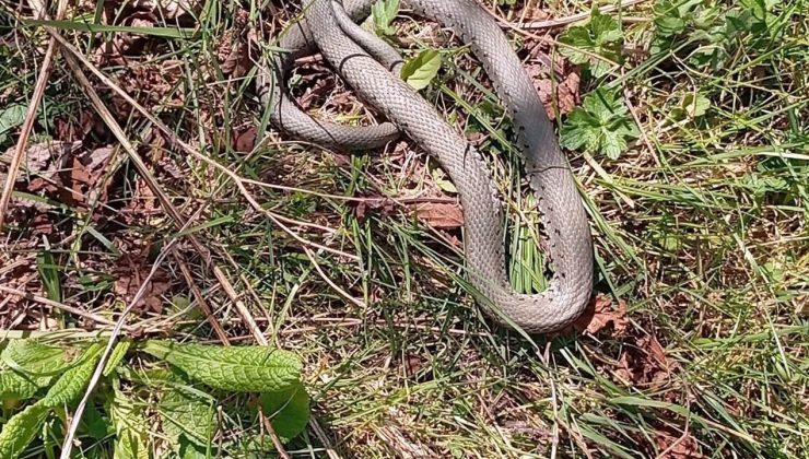 Sıcaklarla yılanlar cirit atmaya başladı