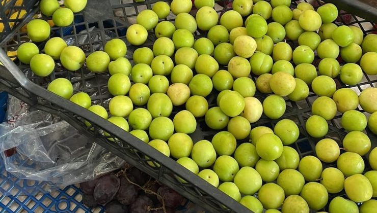 Yeşil Erik mi yoksa gram altın mı alıyoruz?