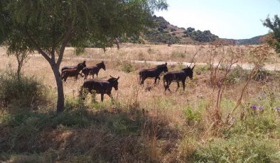 Karpaz Koruma Derneği üreticilerin “Hür eşekler” nedeniyle yaşadığı zararın tazminini istedi