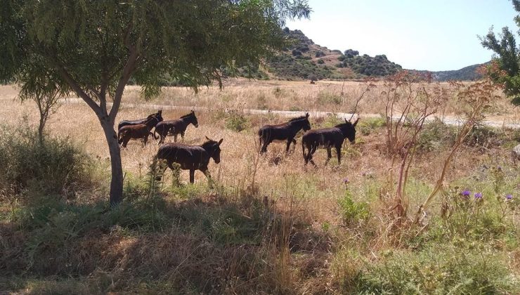 Karpaz Koruma Derneği üreticilerin “Hür eşekler” nedeniyle yaşadığı zararın tazminini istedi