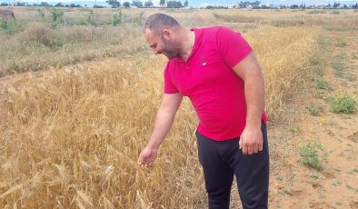 Mormenekşe’deki deneme parsellerinde 4 arpa ve 2 buğday çeşidi öne çıktı