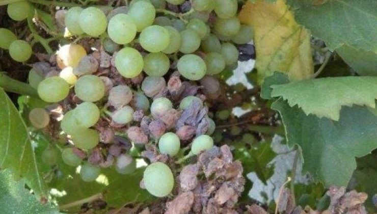 Tarım Bakanlığı: “Bağ alanlarında salkım güvesine karşı mücadele başlatılmalı”